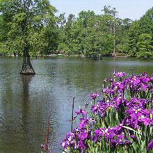 Swan Lake Iris Garden - Sumter, SC - fallonlawfirm.com
